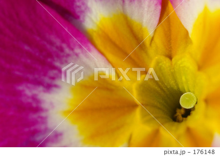 primrose（紫） 176148