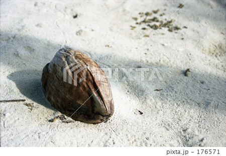 やしの実 やしの実 176571