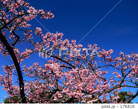 ヒカン桜 ヒカン桜 176816