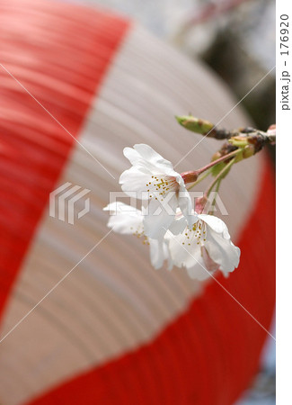 桜の咲く頃 176920