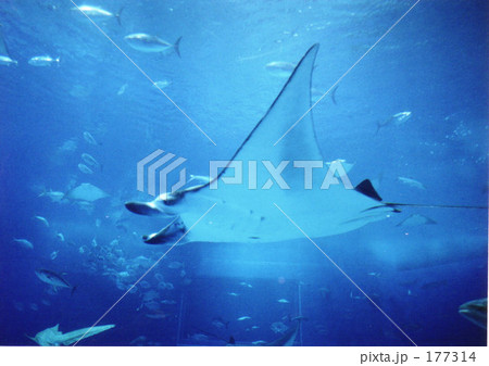 マンタ！ 177314