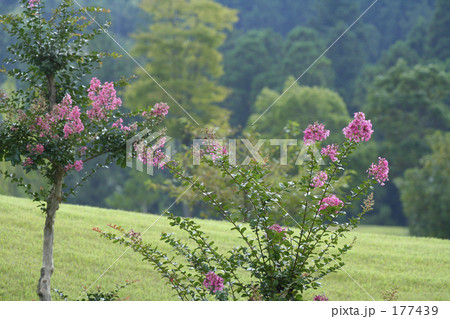 ゴルフ場に咲くサルスベリ 177439