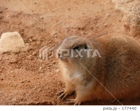 プレーリードッグ 177440