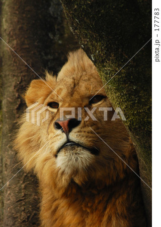 百獣の王 百獣の王 177783