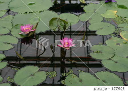 蓮の花 蓮の花 177903