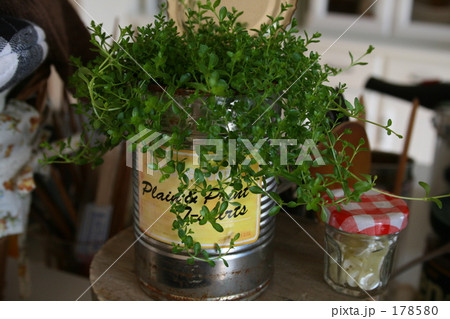 植物 植物 178580