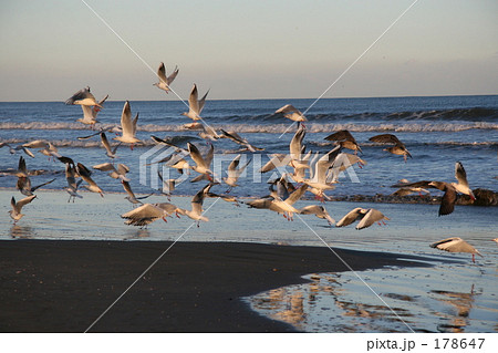 かもめの群れ 178647