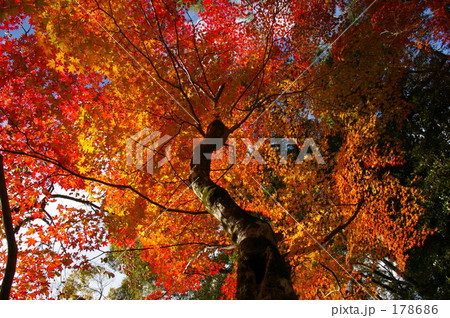 見上げる 見上げる 178686