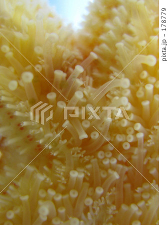 棘皮動物の足 178779