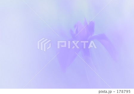 カキツバタ 01 178795