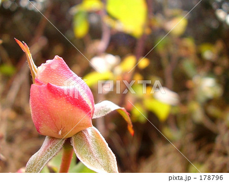 バラの蕾と昆虫 178796