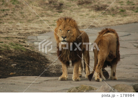 百獣の王 百獣の王 178984