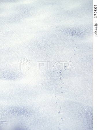 雪の上の足跡 雪の上の足跡 179302