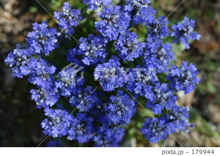 アジュガ　チョコレート　チップス 179944