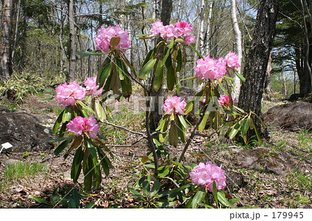 アズマシャクナゲ 179945