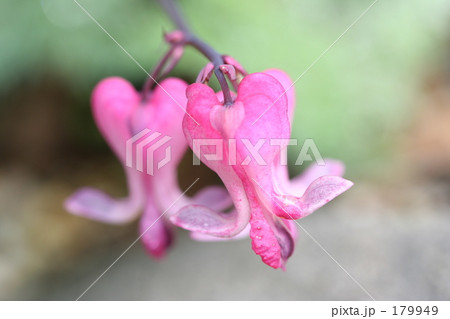 コマクサ コマクサ 179949