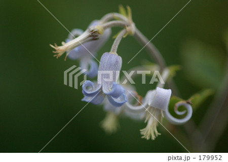 クサボタン 179952