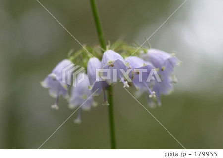 ツリガネニンジン 179955