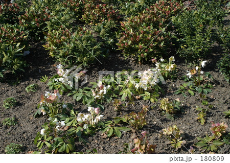 クリスマスローズ クリスマスローズ 180809