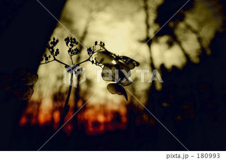 Shadow of forest 180993