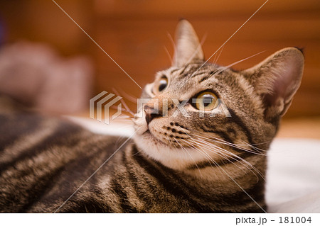 見上げ猫 181004