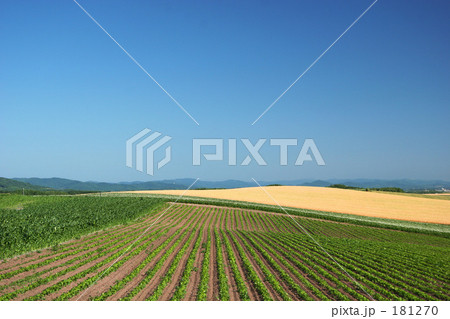 初夏の美瑛 初夏の美瑛 181270