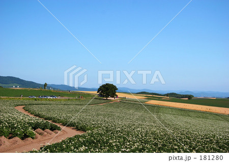 セブンスターの木 181280