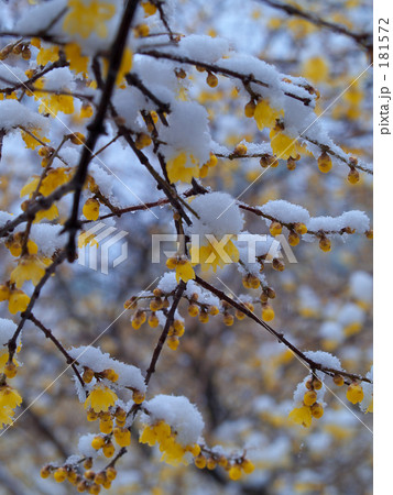 雪と蝋梅 雪と蝋梅 181572