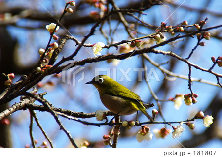 梅とめじろ3 梅とめじろ3 181807