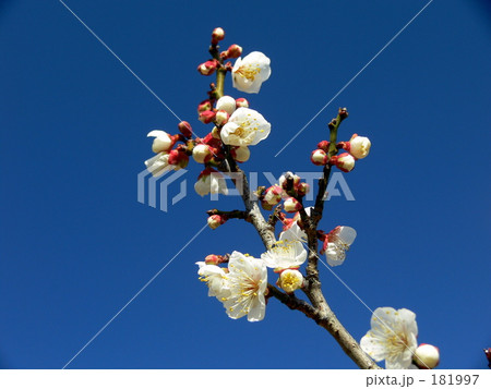 梅の花 181997