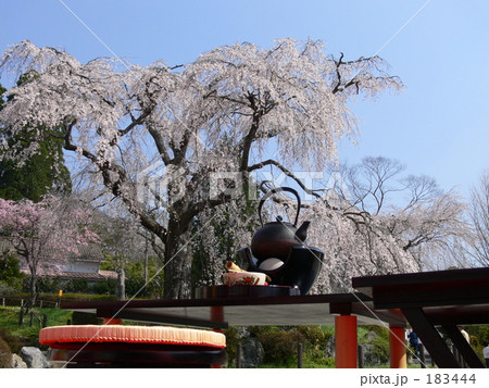 しだれ桜 183444