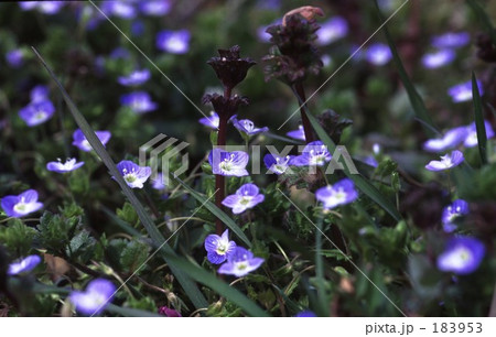 オオイヌノフグリ達 183953