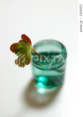 多肉植物いちりんざし（５） 184002