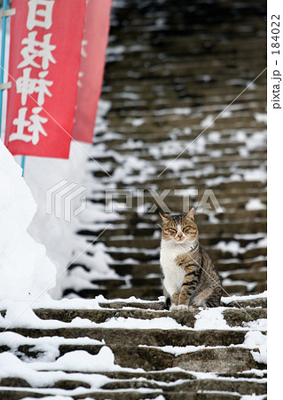 凛とした猫 184022