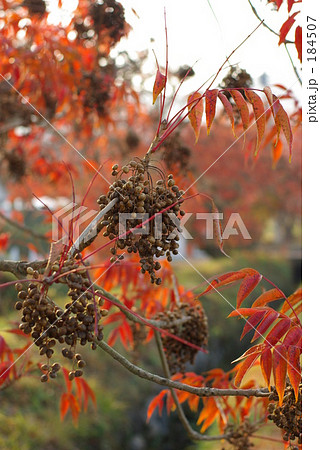 秋のはぜ並木 秋のはぜ並木 184507