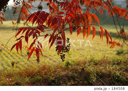 秋のはぜ並木 184508