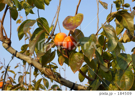 柿の木 柿の木 184509