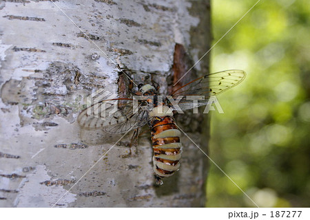 エゾ　セミ 187277