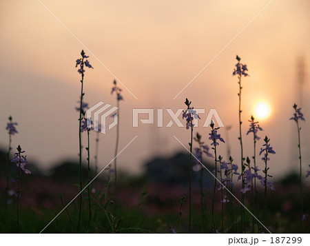夕焼けマツバウンラン 187299