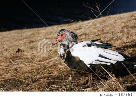 バリケン バリケン 187361