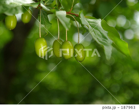 食べ頃まだかなぁ？ 187963