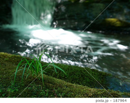 清流になごむ 187964