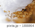 冬のアジサイ 188864