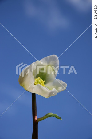 クリスマスローズ 189415