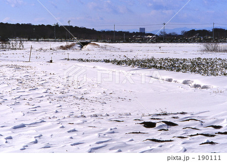 見沼田圃・冬 0387 見沼田圃・冬 0387 190111