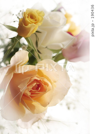 薔薇 5 薔薇 5 190436