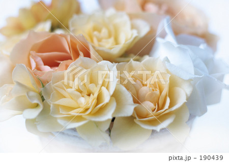 薔薇 2 薔薇 2 190439