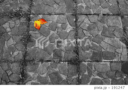 枯葉よ～♪　７ 191247