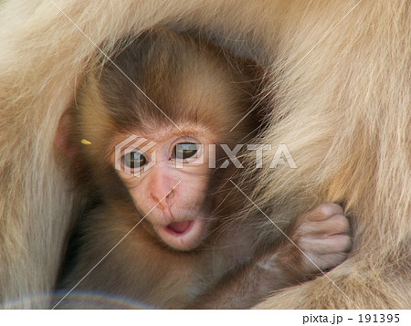 猿の赤ちゃん 191395