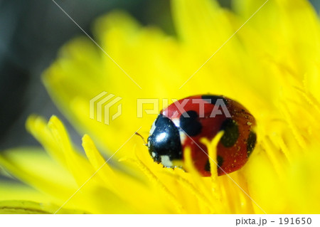 可愛い訪問者 191650